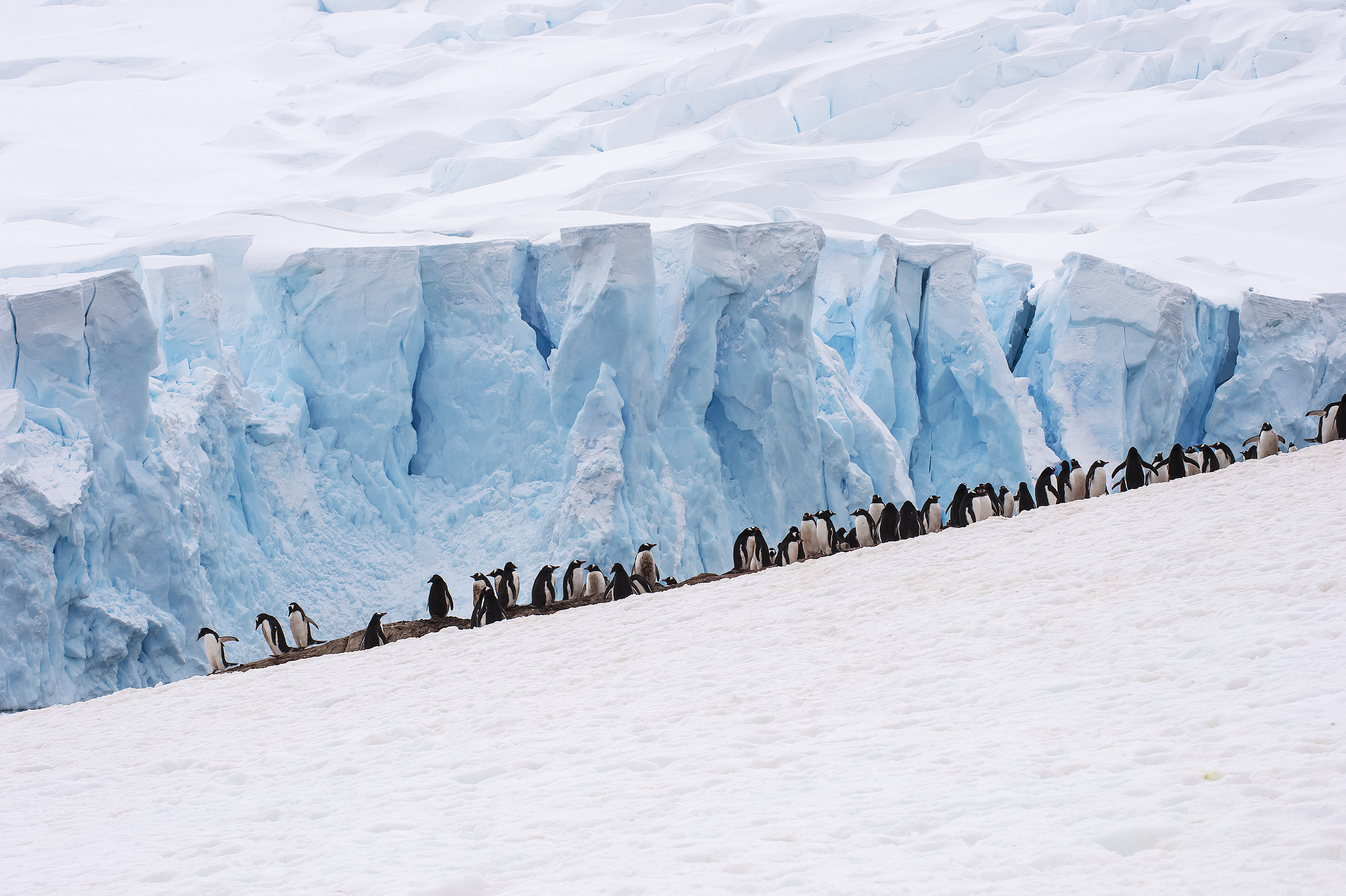 The best way to discover Antarctica: By an Expedition Guide